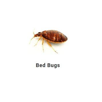 Bed bug pest control Brooklyn, Ant pest control Brooklyn, cockroach pest control Brooklyn, mice pest control Brooklyn