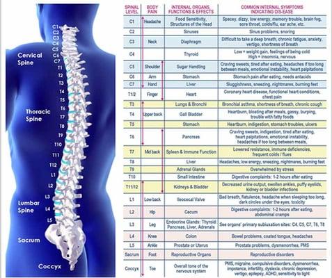 Example of Nerve organ relationships