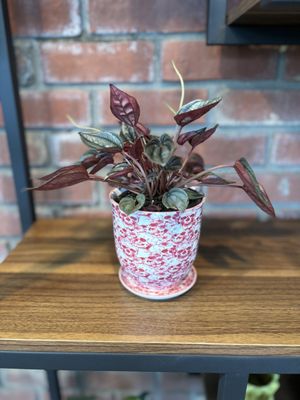 Peperomia in Skull planter with matching saucer, both items sold separately.