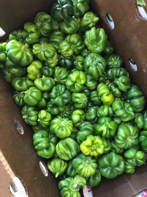 Small green sweet peppers