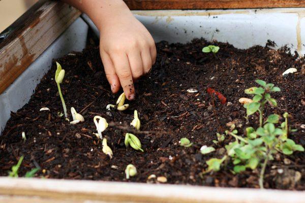 Sprouting Seeds