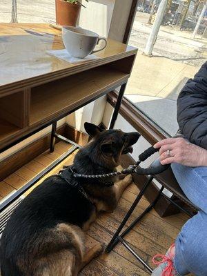 Latte and a dog