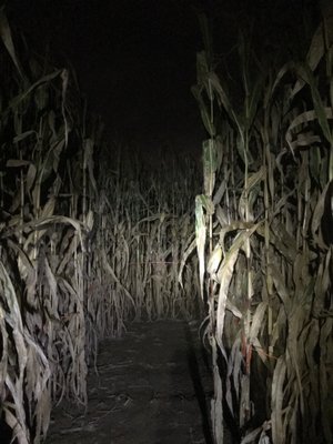 Corn maze!