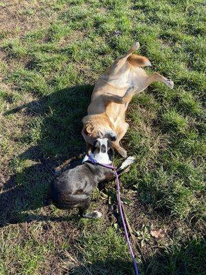 Playtime during a dog hike in Prospect Park.