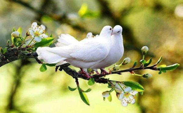 AZ White Dove Release