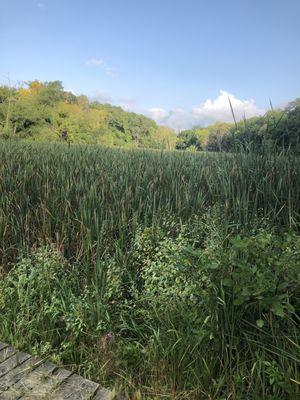 Scenic marsh with wooden walkway