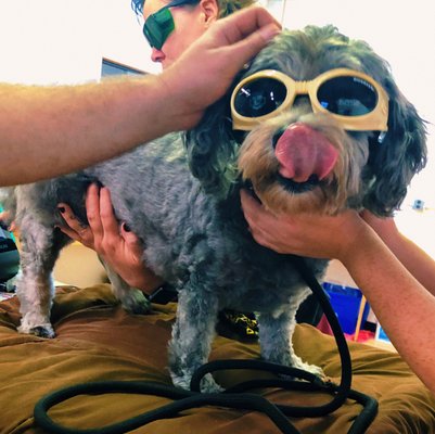 Paxton during a laser therapy session