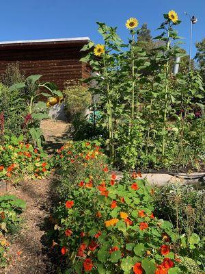 10ft Sunflower Garden!