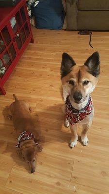 Our two dogs freshly groomed!! They are super clean and smell so good! They did an amazing job!!