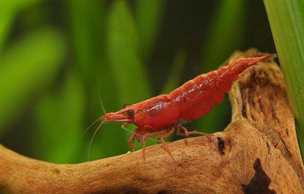 Cherry Shrimp