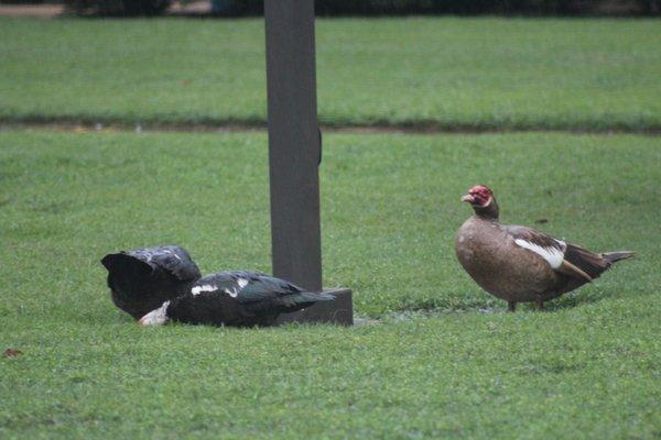 Outdoor recreation area/duck pond