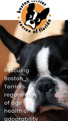 Boston Terrier Rescue of Florida