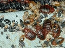 ADULT BED BUGS, NYMPHS, FECES & CASINGS... "WHAT A NIGHTMARE LOOKS LIKE"