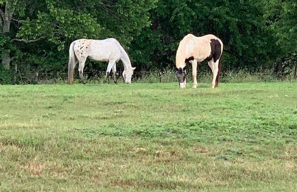 Couple of our aged horses enjoying their afternoon in a pasture just for them.