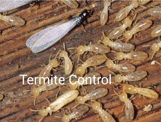 Advanced Environmental Termite and Pest