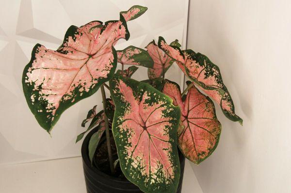 Pink Splash Caladium