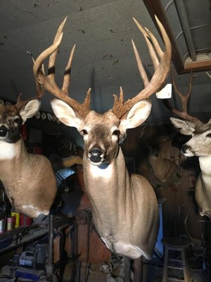 Big Game Taxidermy - Eudora, KS