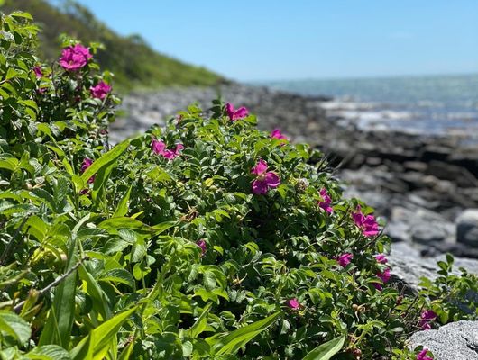 Sachuest Point National Wildlife Refuge