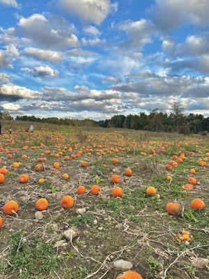 Pumpkin Patch