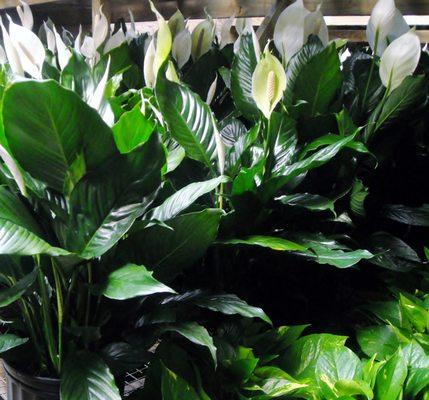 Peace Lilies, some of many kinds of Plants we sell to Florists