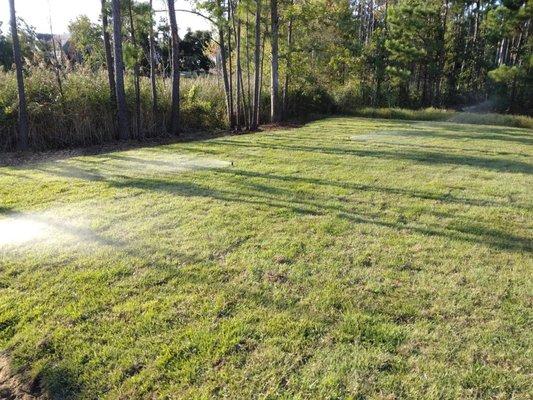 New sod and irrigation