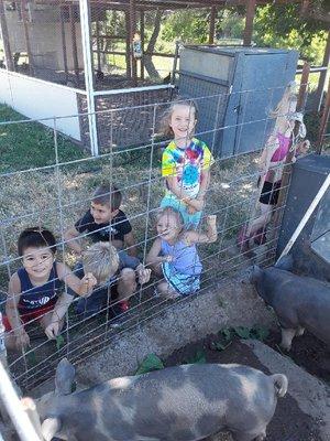 Making sure the pigs are getting nice and fat!