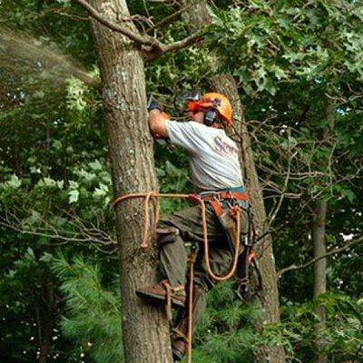 Ramirez Tree Service