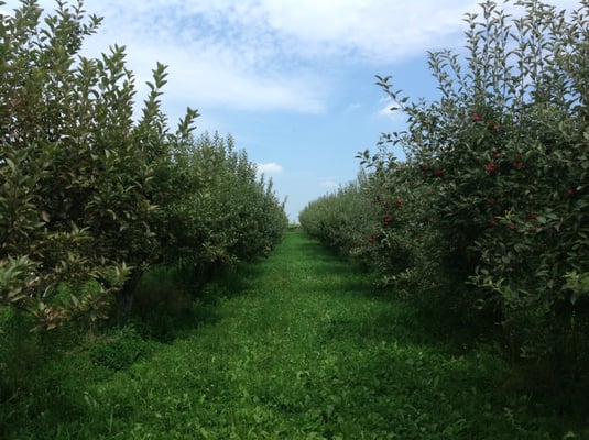 Our Apple Orchards