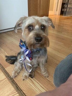 Freshly groomed birthday boy