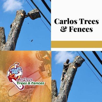 Carlos Trees & Fences