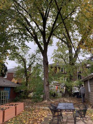 Monster Tree Service of Pittsburgh