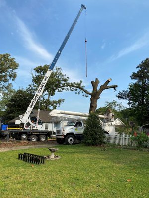 When it's time to address hazardous or unwanted trees, Tyndal Tree Service LLC specializes in safe and efficient tree removal...