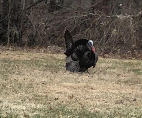 This is Tom! We feed Tom!