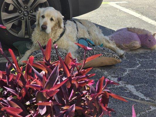 Seahorse Inn parking lot, with Bobo waiting for the women to love on him as the go to and from the beach.