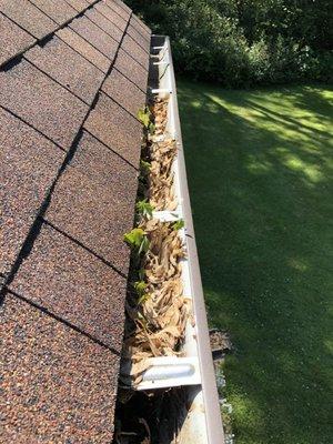 Trees growing in gutter