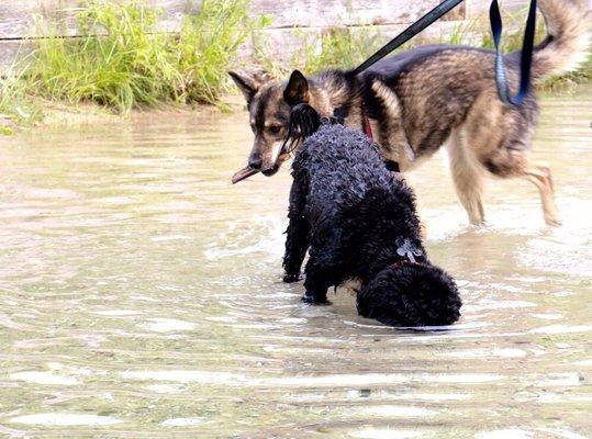 PWDs do investigate what's below the surface...