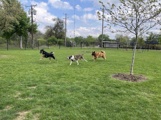 Nice open space for big dogs to run around