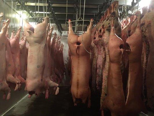 Usda stamped pork carcasses.