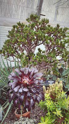 Aeonium and Crassula ovata 'Ogre's Ears'