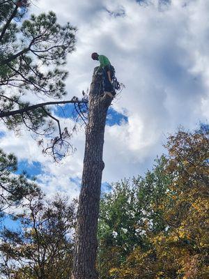 Hazardous pine tree removal.