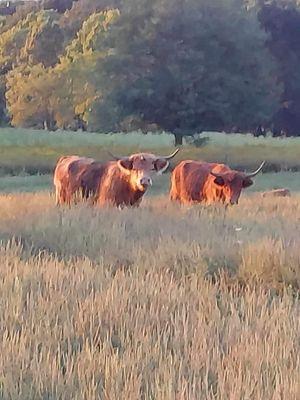 Scottish Highland Cattle