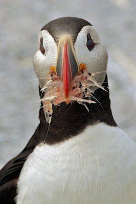 Hungry Puffin