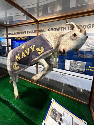 Naval Academy Mascot