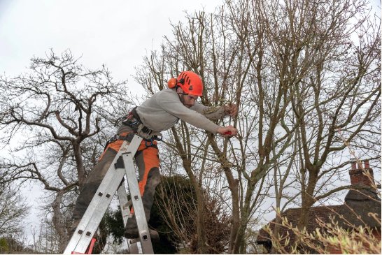 Emergency tree services near me