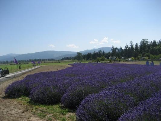 Sequim Lavender