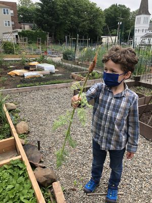 Harvesting & eating fresh carrots!  Every kid got to take one home.