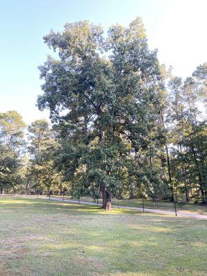 The tree that was removed.