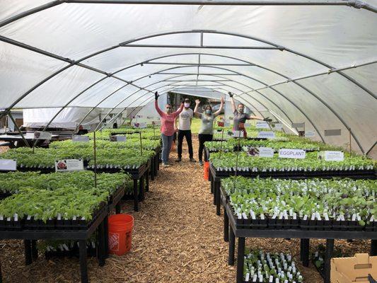 Greenhouse full of tomato plants