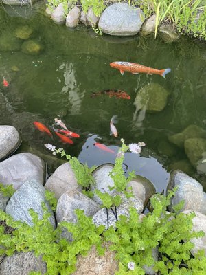 The Koi fish were beautiful!