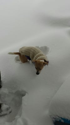 Even the snow won't stop Amanda's Paw Pals from their work!